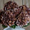 autumn coffee hydrangea
