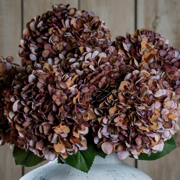autumn coffee hydrangea