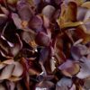 autumn coffee hydrangea