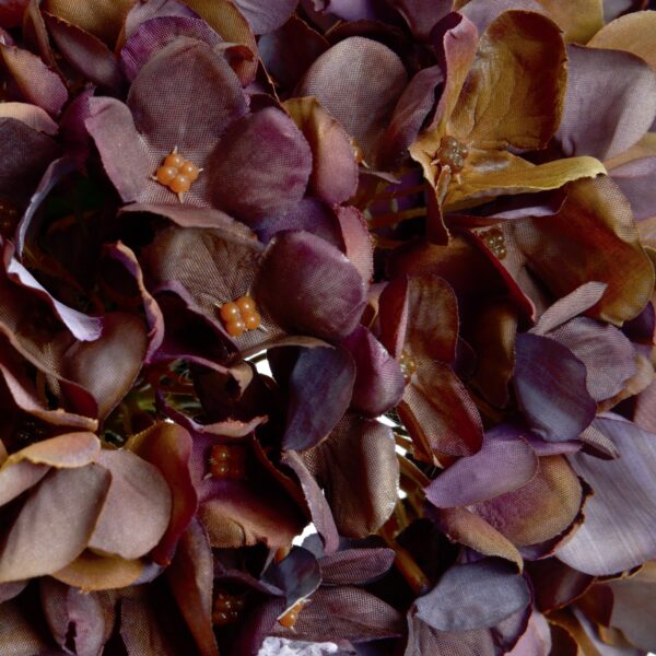 autumn coffee hydrangea