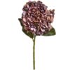 autumn coffee hydrangea