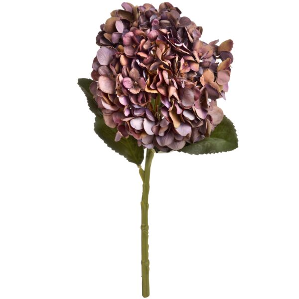 autumn coffee hydrangea