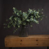 eucalyptus spray