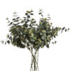 eucalyptus spray