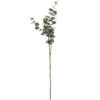 eucalyptus spray