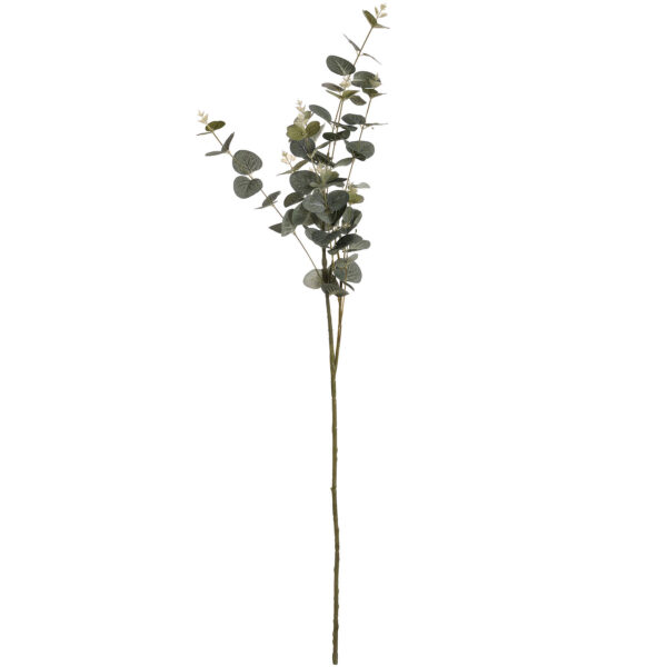 eucalyptus spray