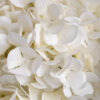 oversized white hydrangea