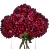 autumn ruby hydrangea