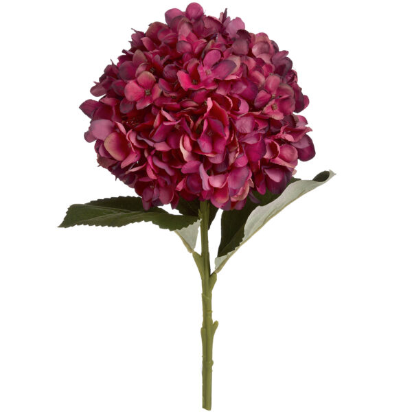 autumn ruby hydrangea