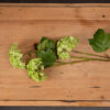 green viburnum spray