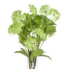green viburnum spray