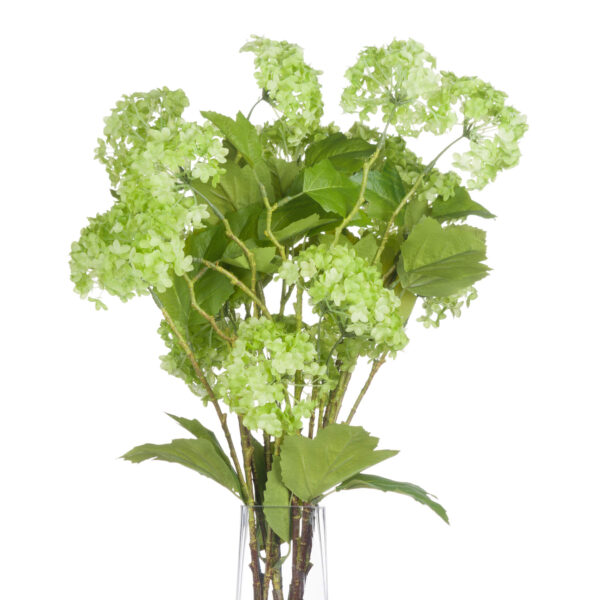green viburnum spray
