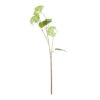 green viburnum spray