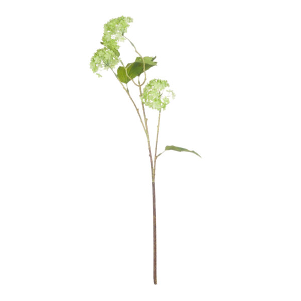 green viburnum spray