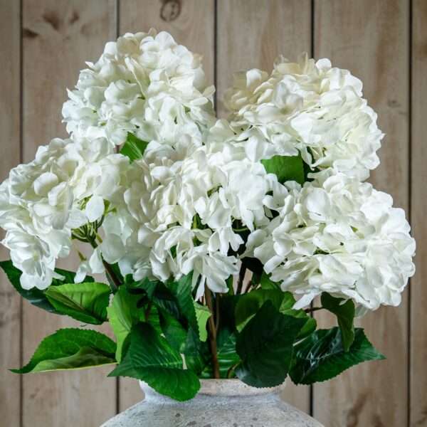 single white hydrangea