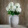 single white hydrangea