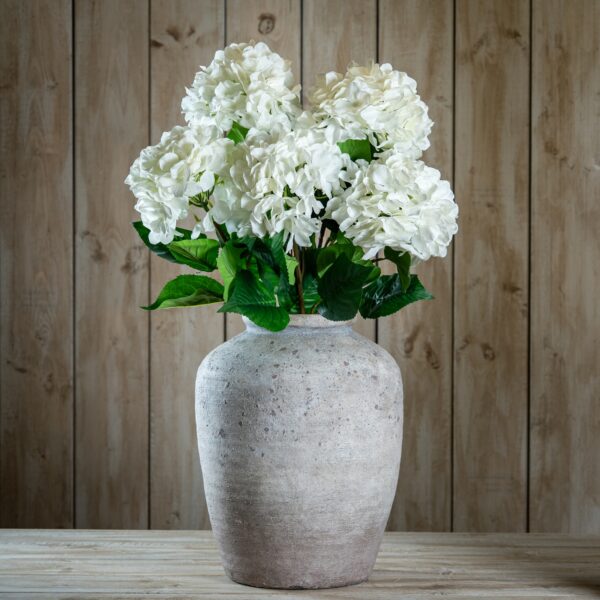 single white hydrangea