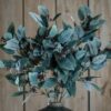 seeded eucalyptus stem