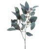 seeded eucalyptus stem
