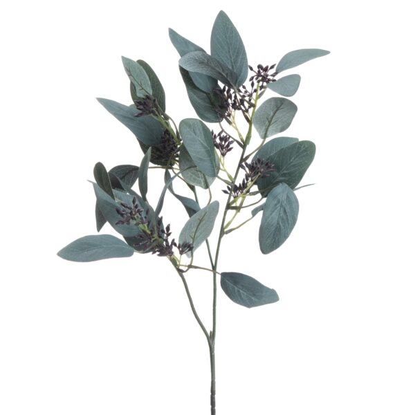 seeded eucalyptus stem
